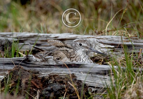 Nesting  Greenshank DM1060